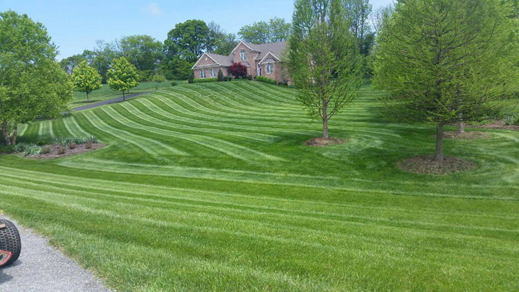 Lawn After Landscaping